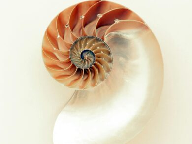 Close-up of a nautilus shell displaying its intricate spiral and pearl-like interior.